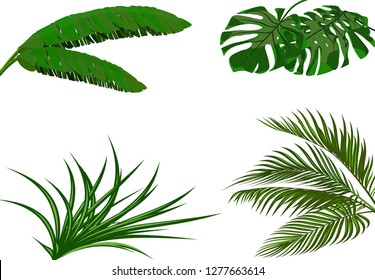 Set. Green leaves of banana, coconut , monstera and ogawa. Tropical theme. Colorful graphic design for print, picture or postcard. Vector illustration