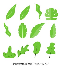 set of green leaves botanical illustration