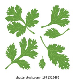 Set of green leaves of cilantro. Vector image isolated on white background.