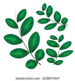 Set of  Green Leaves Collection. Vector Illustration