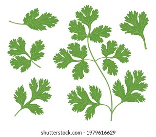 Set of green leaves and coriander branches. Vector image isolated on white background.