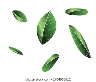 Set of green leaves design elements. This image is a vector illustration.