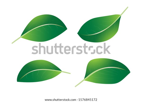 Set Green Leaves Different Shapes On Stock Vector (Royalty Free) 1576845172