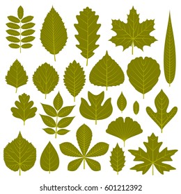 Set of  green leaves from different trees. Vector illustration. 