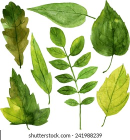 set of green leaves drawing by watercolor, hand drawn vector elements