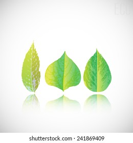 Set of green leaves. Element for design.
