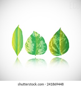 Set of green leaves. Element for design.