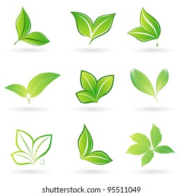 Set of green leaves. Element for design.