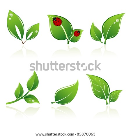 Set of green leaves. Element for design.