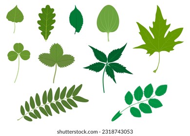 Set of green leaves. Examples of simple and compound leaves. Poplar, oak, elm, Plantago major, Platanus orientalis, clover, strawberry, Parthenocissus quinquefolia, honey locust, Rosa canina.