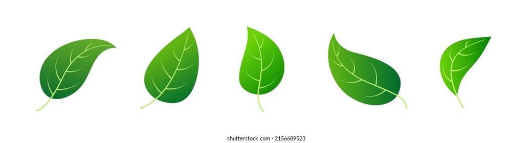 Set of green leaves. Flat leaves. Vector clipart isolated on white background.