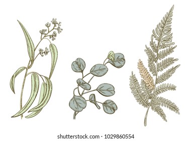 Set of green leaves (greenery): branches Eucalyptus seeded (radiate, peppermint), Forest fern, Eucalyptus silver dollar (redbox) on white background. Digital draw in engraving vintage style, vector