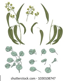 Set of green leaves (greenery): branches Eucalyptus seeded (radiate, peppermint), Eucalyptus silver dollar (redbox gum) on white background. Digital draw in engraving vintage style, vector