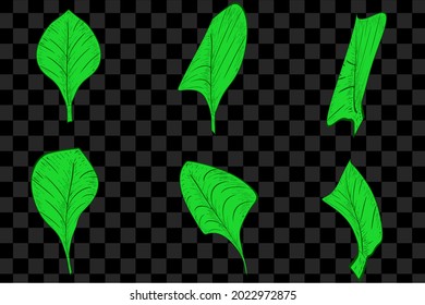 Set of green leaves hand drawn style illustration leaf graphic resources collection element