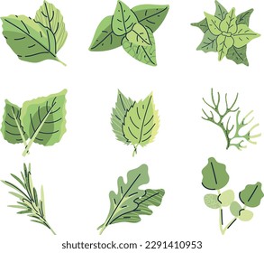 set of green leaves .Set of hand drawn herbs and spices. Vector illustration in sketch style.