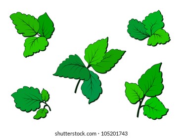 Set of green leaves isolated on white, vector illustration. Raster version available in my portfolio