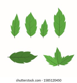 set of green leaves isolated on white background.