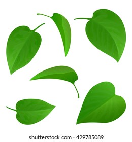 Set of green leaves isolated on white background, illustration.