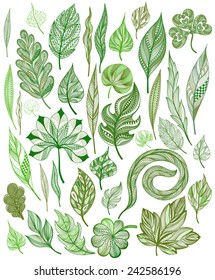 Set of green leaves isolated. Vector illustration. 