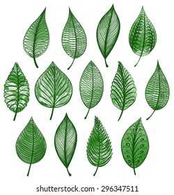 Set of green leaves isolated. Vector illustration.