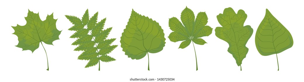 Set of green leaves of maple, rowan, linden, chestnut, oak and birch on a white background. Vector.