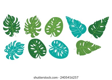 set of green leaves monstera plant