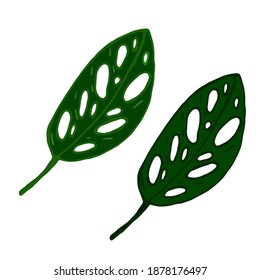 Set of green leaves of monstera, tropical plant. Hand drawing. Monstera Deliciosa. Vector illustration.