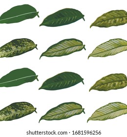 set of green leaves on a white background