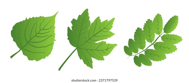 A set of green leaves on a white background, for logos, icons, designs, for the symbolism of the green planet