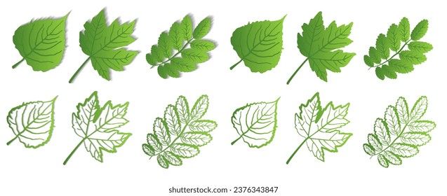 A set of green leaves on a white background with and without a shadow, for logos, designs, for the symbolism of the green planet