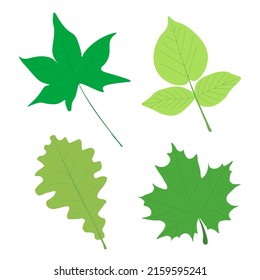 Conjunto de hojas verdes. Verdor de verano. Plantas. Leaf aislado