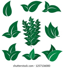 Set of green leaves. The symbol of spring. Ecology icon display concept. Vector illustration.