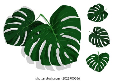 Set of green leaves of tropical plant Monstera. Leaves of rainforest plants. Realistic vector isolated on white background