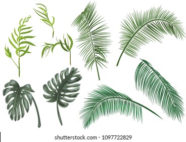 Set green leaves of tropical plants: coconut palm, monstera, chamaedorea elegans (bamboo palm) on white background, digital draw greenery, watercolor style. Realistic vector botanical illustration