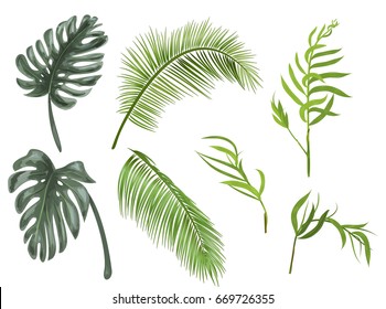 Set green leaves of tropical plants: coconut palm, monstera, chamaedorea elegans (bamboo palm) on white background, digital draw, realistic vector botanical illustration for design