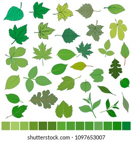 Set green leaves. Vector illustration of green tree leaves.