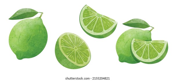 Set of Green Lemon fruit Design elements. watercolour style vector illustration.