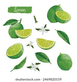 Set of Green Lemon fruit Design elements. watercolour style vector illustration.