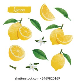 Set of Green Lemon fruit Design elements. watercolour style vector illustration.