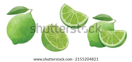 Set of Green Lemon fruit Design elements. watercolour style vector illustration.