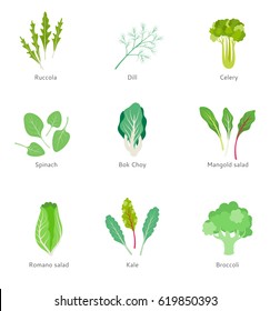 Set of green lettuce leaves in a flat style on a white background. Healthy ingredients for vegetable salad. Vegetarian food.