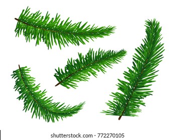 Set of green lush spruce branches. Symbol of Christmas and New Year isolated on white background. Vector illustration. Realistic style