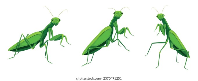 Set of green mantises in cartoon style. Vector illustration of beautiful mantis insects in different poses and emotions with bent legs, wings, whiskers isolated on white background.