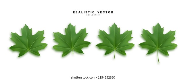 Set of green maple leaves, isolated on white background