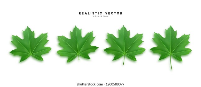 Set of green maple leaves, isolated on white background