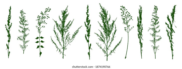 Conjunto de praderas verdes aisladas en blanco - siluetas de hierbas silvestres para el diseño natural de verano y primavera