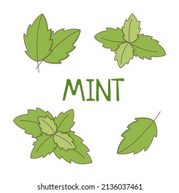 Set of green mint leaves