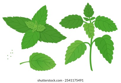 Set of green mint leaves. Hand drawn vector illustration of mint plant.