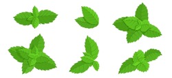 Set Of Green Mint Leaves.Vector Graphics.