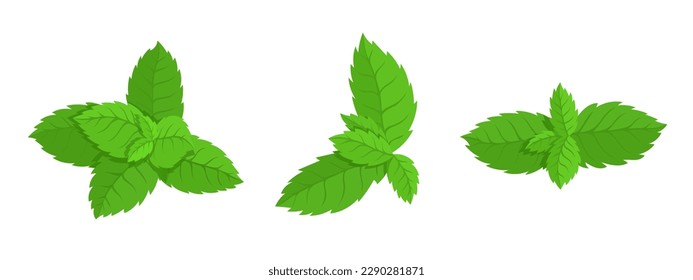 Set of green mint leaves.Vector graphics.	